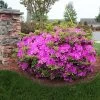 Autumn Royalty® Encore® Azalea -Garden-Plants Autumn Royalty Encore Azalea 600x600 FGT