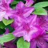 Karen Azalea Shrub -Garden-Plants Azalea Karen 600x600 16fd83c9 80cf 4b82 a94a 582426947272