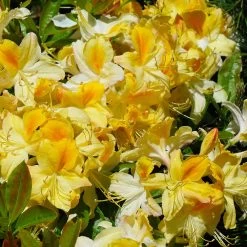 Lemon Lights Azalea Shrub -Garden-Plants Azalea Lemon lights 1