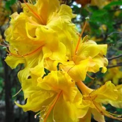 Lemon Lights Azalea Shrub -Garden-Plants Azalea Lemon lights 2