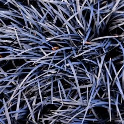 Black Mondo Grass -Garden-Plants BLack Mondo Grass 1 FGT