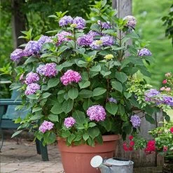Endless Summer® BloomStruck® Hydrangea Shrub -Garden-Plants BLoomstruck hydrangea 3