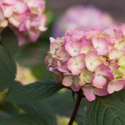 Endless Summer® BloomStruck® Hydrangea Shrub -Garden-Plants BLoomstruck hydrangea 5