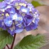 Endless Summer® BloomStruck® Hydrangea Shrub 2 Endless Summer® BloomStruck® Hydrangea Shrub -Garden-Plants BLoomstruck hydrangea FGT 600x600 155250d6 91ba 40b2 8391 490996a540c2