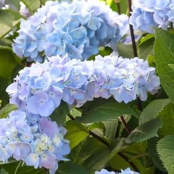 Blue Enchantress® Hydrangea 9 Blue Enchantress® Hydrangea -Garden-Plants BLue Enchantress Hydrangea 1 BB