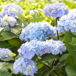 Blue Enchantress® Hydrangea 10 Blue Enchantress® Hydrangea -Garden-Plants BLue Enchantress Hydrangea 2 FGT