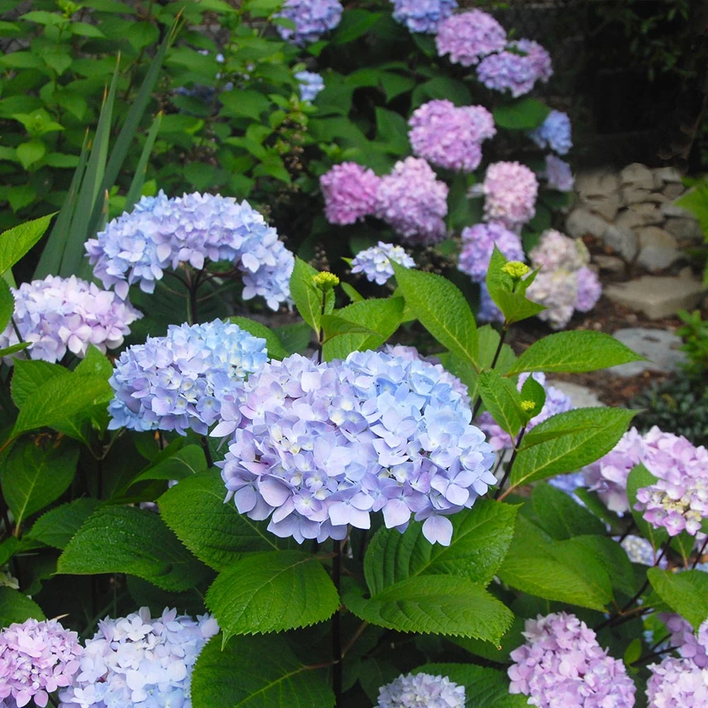 Blue Enchantress® Hydrangea 4 Blue Enchantress® Hydrangea - Image 2