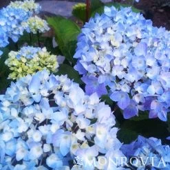 Blue Enchantress® Hydrangea 11 Blue Enchantress® Hydrangea -Garden-Plants BLue Enchantress Hydrangea 4 FGT