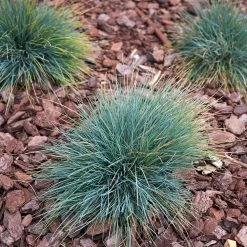 Blue Fescue Grass -Garden-Plants BLue Fescue Grass 3 FGT