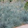 Blue Fescue Grass -Garden-Plants BLue Fescue Grass FGT 600x600 832cd788 6bd8 4a89 976f 7165df671401