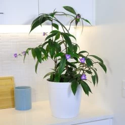 Weeping Blue Ginger Plant -Garden-Plants BLue Ginger 4 FGT