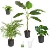 Boho House Plant Kit -Garden-Plants BOho 600x600 c18f6f40 a706 4683 8d4d 6247365c24ef