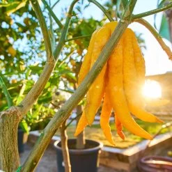 Buddha's Hand Citron -Garden-Plants BUddhas Hand Citrus 1