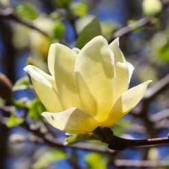 Magnolia 'Butterflies' Tree 9 Magnolia 'Butterflies' Tree -Garden-Plants BUtterflies Magnolia 3 FGT