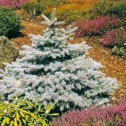Baby Blue Spruce Tree 7 Baby Blue Spruce Tree -Garden-Plants Baby Blue 2