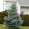 Baby Blue Spruce Tree -Garden-Plants Baby Blue FGT 600x600 2439e39e 705a 45b7 bb21 b65718217949