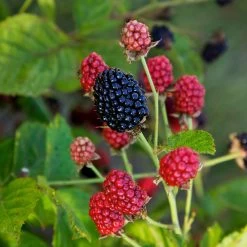 Bushel And Berry® Baby Cakes Blackberry® -Garden-Plants Baby Cakes Blackberry 4