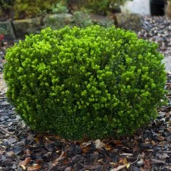 Baby Gem™ Boxwood Shrub -Garden-Plants Baby Gem 1