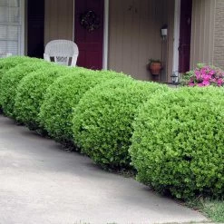 Baby Gem™ Boxwood Shrub -Garden-Plants Baby Gem 2