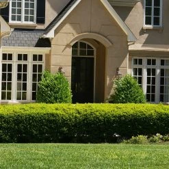 Baby Gem™ Boxwood Shrub -Garden-Plants Baby Gem 4