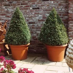 Baby Gem™ Boxwood Shrub -Garden-Plants Baby Gem 6