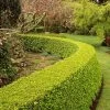 Baby Gem™ Boxwood Shrub -Garden-Plants Baby Gem FGT 600x600 ca9fb0a6 469d 48af b08f 53b1d32bc769