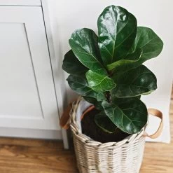 Bambino Fiddle Leaf Fig -Garden-Plants Bambino FIddleLeafFIg 5 FGT