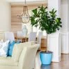 Bambino Fiddle Leaf Fig -Garden-Plants Bambino FIddleLeafFIg FGT 600x600 42d7e753 36d2 49fa abe6 07970d231adf