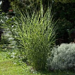 Miscanthus Bandwidth (Chinese Silver Grass) -Garden-Plants Bandwidth Maiden Grass 1