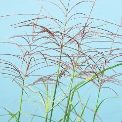 Miscanthus Bandwidth (Chinese Silver Grass) -Garden-Plants Bandwidth Maiden Grass 2