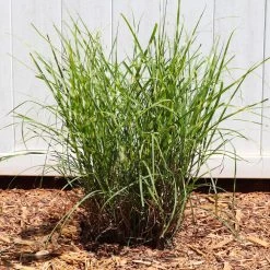 Miscanthus Bandwidth (Chinese Silver Grass) -Garden-Plants Bandwidth Maiden Grass 4