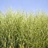 Miscanthus Bandwidth (Chinese Silver Grass) -Garden-Plants Bandwidth Maiden Grass 600x600 ece76c70 1172 4417 9899 9d537da262a5