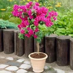 Barbara Karst Bougainvillea -Garden-Plants Barbera Karst Bougainvillea 2 FGT d3e6d740 b572 4723 a5c8 00a17a4aa767