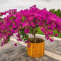 Barbara Karst Bougainvillea -Garden-Plants Barbera Karst Bougainvillea 5 f4868c53 9510 4e18 9d90 9065f6de5bb5