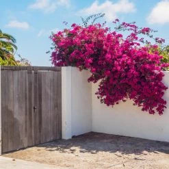Barbara Karst Bougainvillea -Garden-Plants Barbera Karst Bougainvillea 6 c383ecd8 4080 408c 9662 c67fa8114574