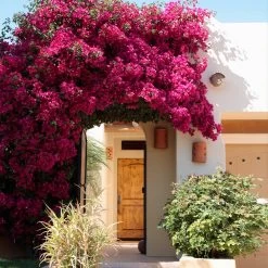 Barbara Karst Bougainvillea -Garden-Plants Barbera Karst Bougainvillea 9 f609a9e0 2c3a 435b b6e7 05bbc8e5e7c8