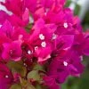Barbara Karst Bougainvillea -Garden-Plants Barbera Karst Bougainvillea FGT 600x600 0df72a01 a827 4b46 985b 0296e921eb86