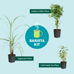 Sugar Cane -Garden-Plants Barista Kit Graphic f298d41d 128a 4dc2 a461 78b7808929c2