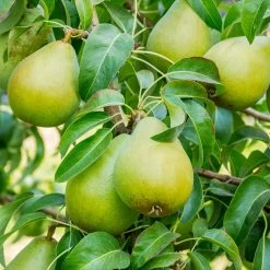 5-in-1 Pear Surprise Tree -Garden-Plants Bartlett Pear 3 BB