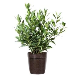 Bay Laurel -Garden-Plants Bay Laurel 3G Delilah Brown pot