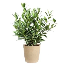 Bay Laurel -Garden-Plants Bay Laurel 3G Delilah Tan pot