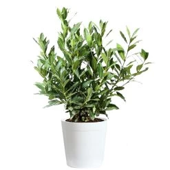 Bay Laurel -Garden-Plants Bay Laurel 3G Delilah White pot