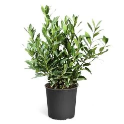 Bay Laurel -Garden-Plants Bay Laurel 3G standard pot