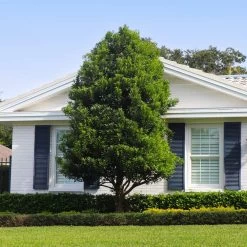 Bay Laurel -Garden-Plants Bay Laurel Shrub FGT 4 4fc2d6b2 8cf4 4dcb 83d8 7a36a4f2402f