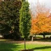 Beacon Swamp White Oak Tree -Garden-Plants Beacon Swamp Oak 600x600 e2290bc8 934c 4711 a1e3 7b0fa177d095
