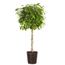 Braided Benjamina Ficus Tree -Garden-Plants Benjamina Ficus Tree Delilah Brown pot