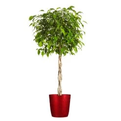 Braided Benjamina Ficus Tree -Garden-Plants Benjamina Ficus Tree Delilah Red pot