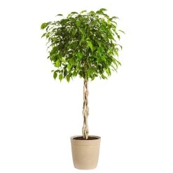 Braided Benjamina Ficus Tree -Garden-Plants Benjamina Ficus Tree Delilah Tan pot