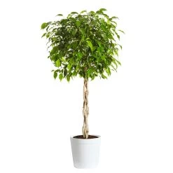 Braided Benjamina Ficus Tree -Garden-Plants Benjamina Ficus Tree Delilah White pot