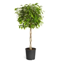 Braided Benjamina Ficus Tree -Garden-Plants Benjamina Ficus Tree standard pot